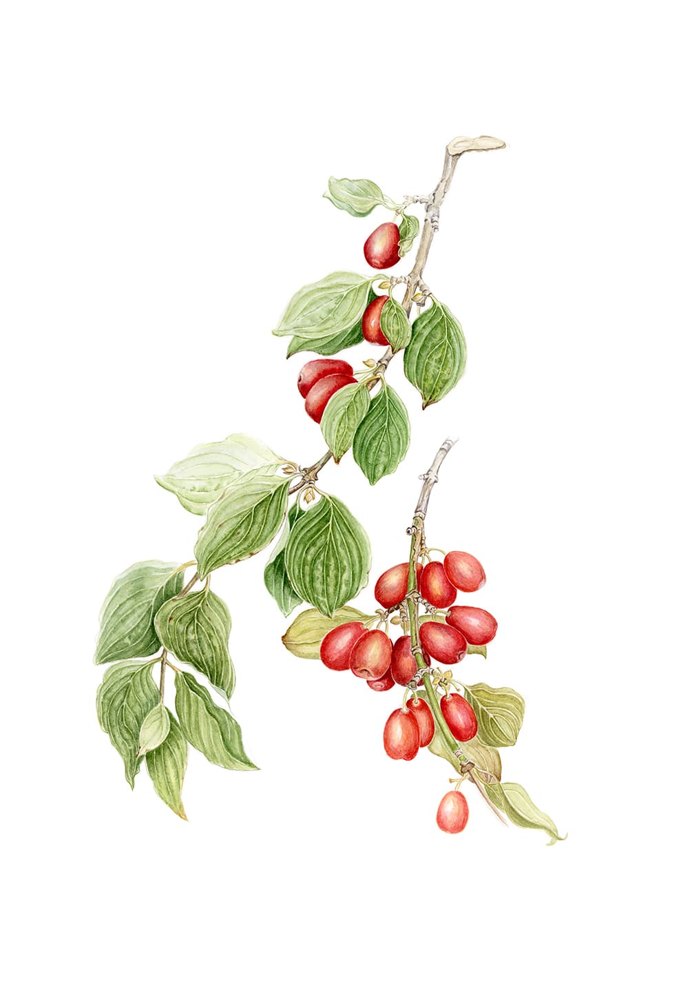 Cornus mas L.