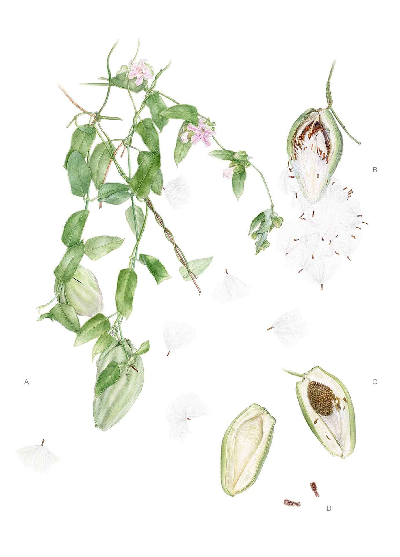 Araujia sericifera Brot.