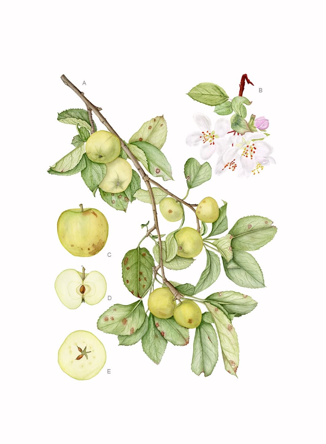 Malus sylvestris (L.) Mill.