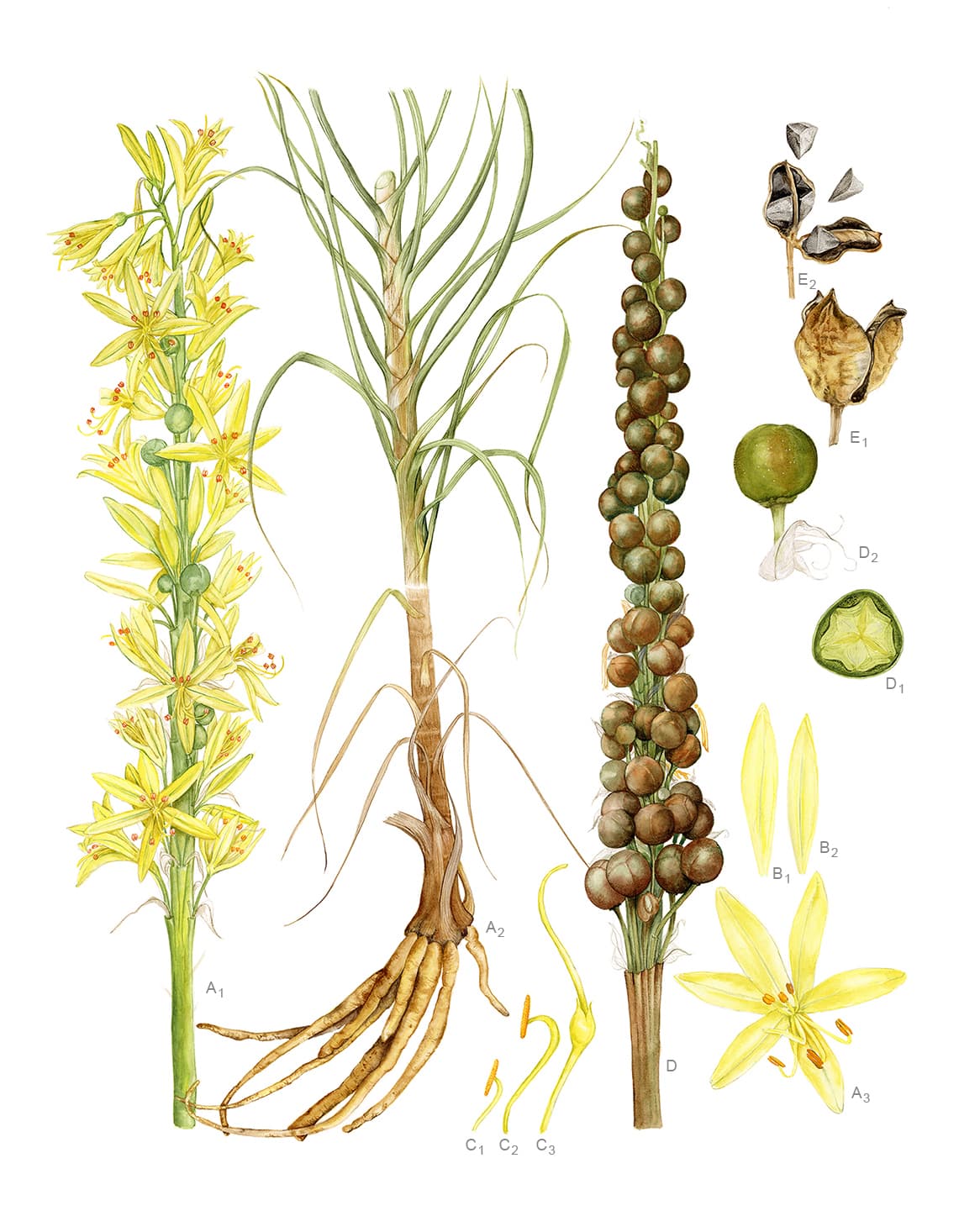 Asphodeline lutea (L.) Rchb.