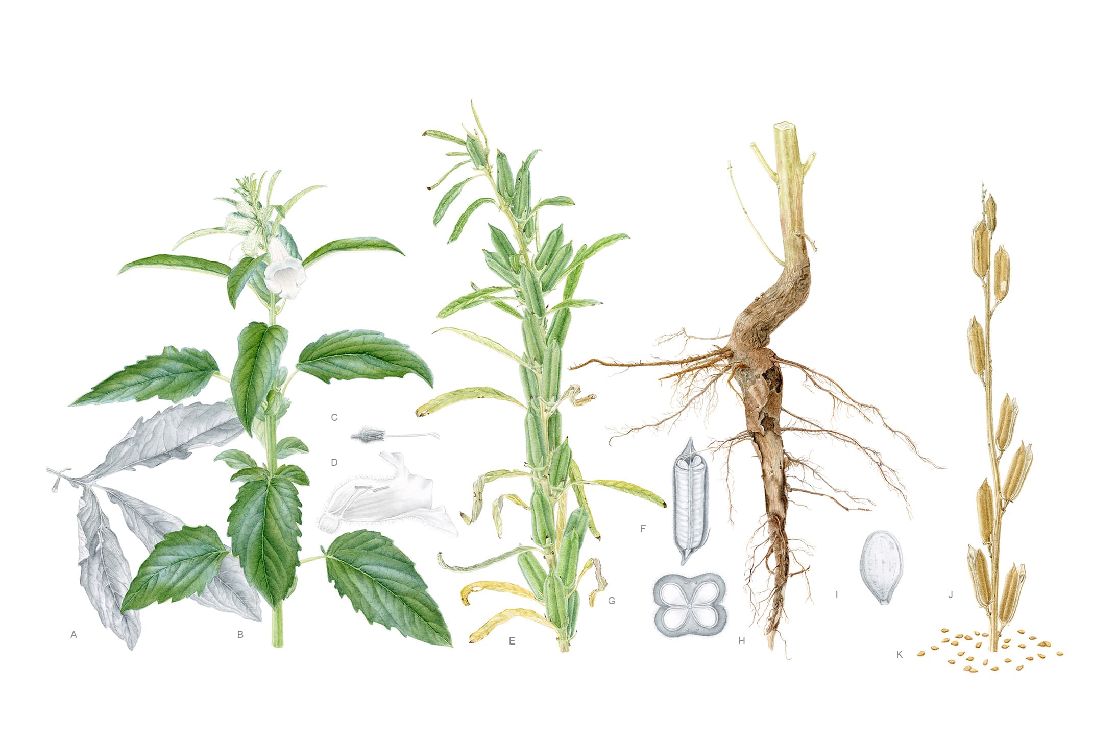 Sesamum indicum L.