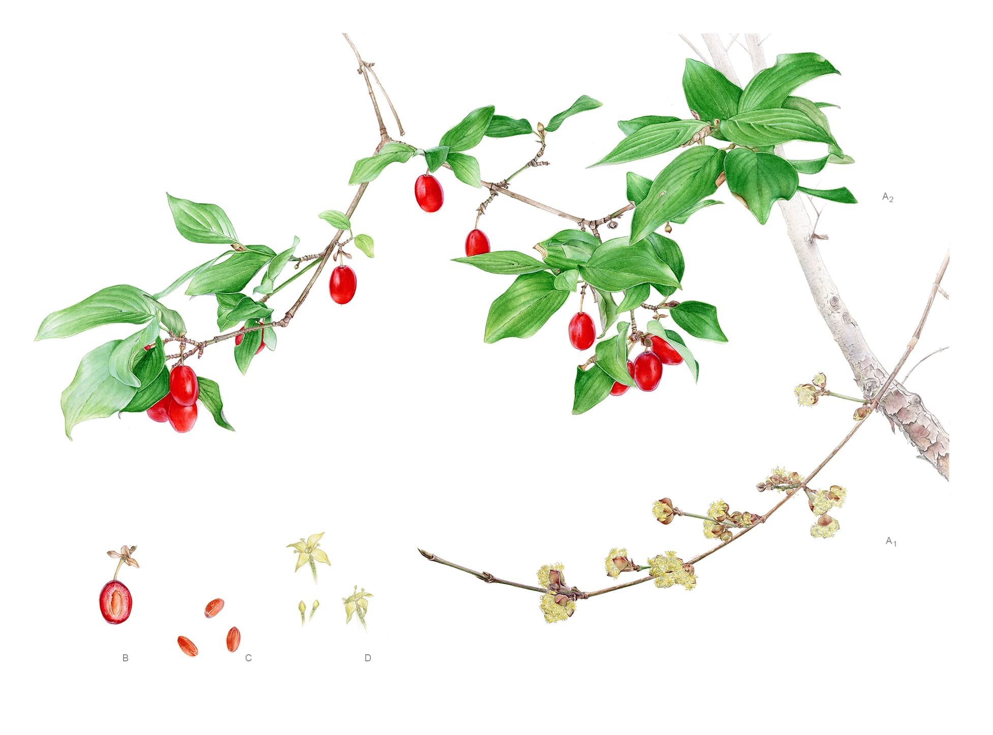 Cornus mas L.