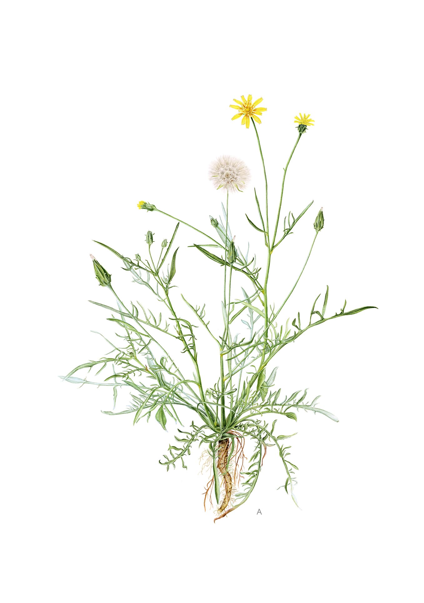 Scorzonera cana (C.A.Mey.) Griseb.