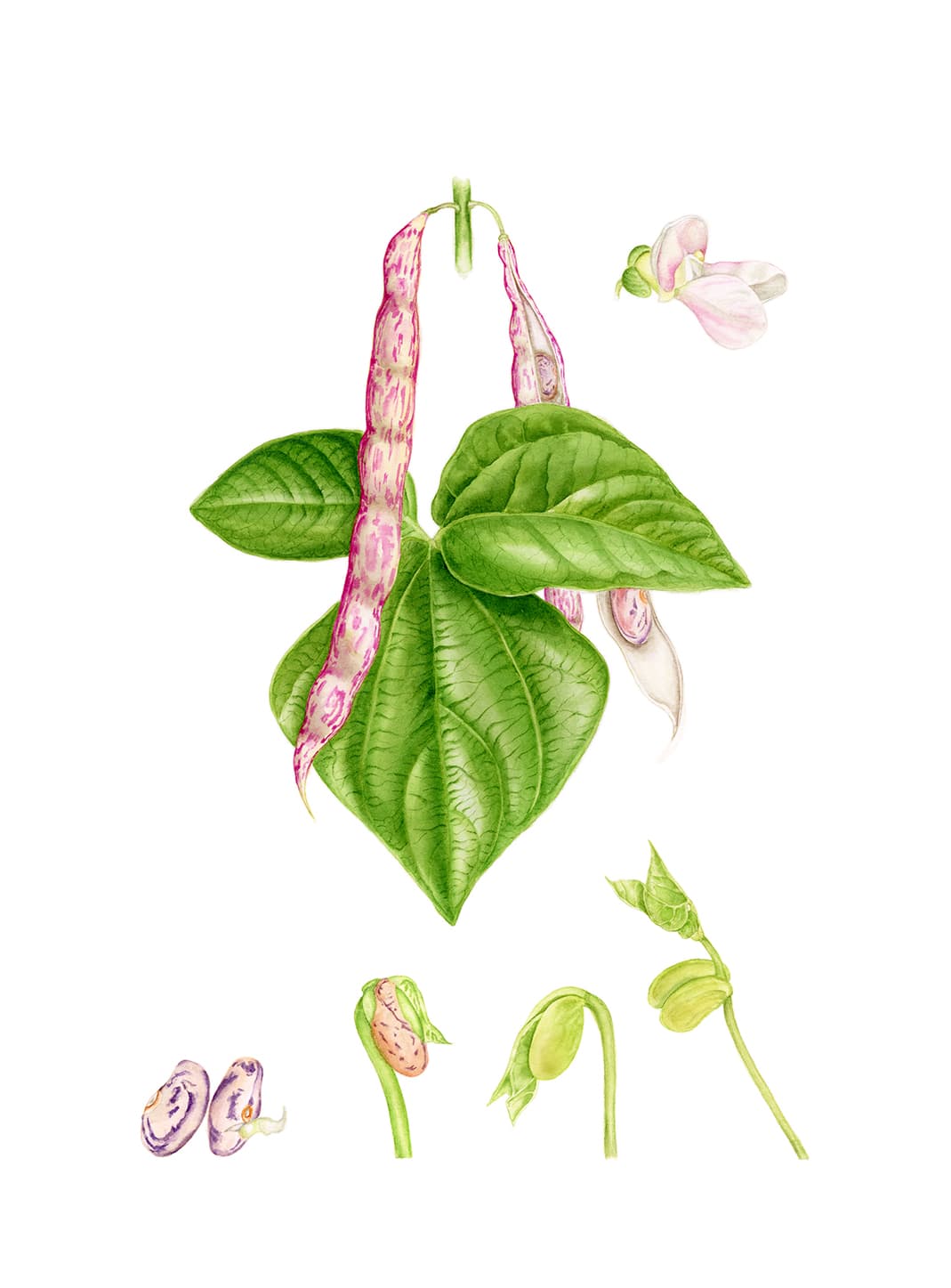 Phaseolus vulgaris L.