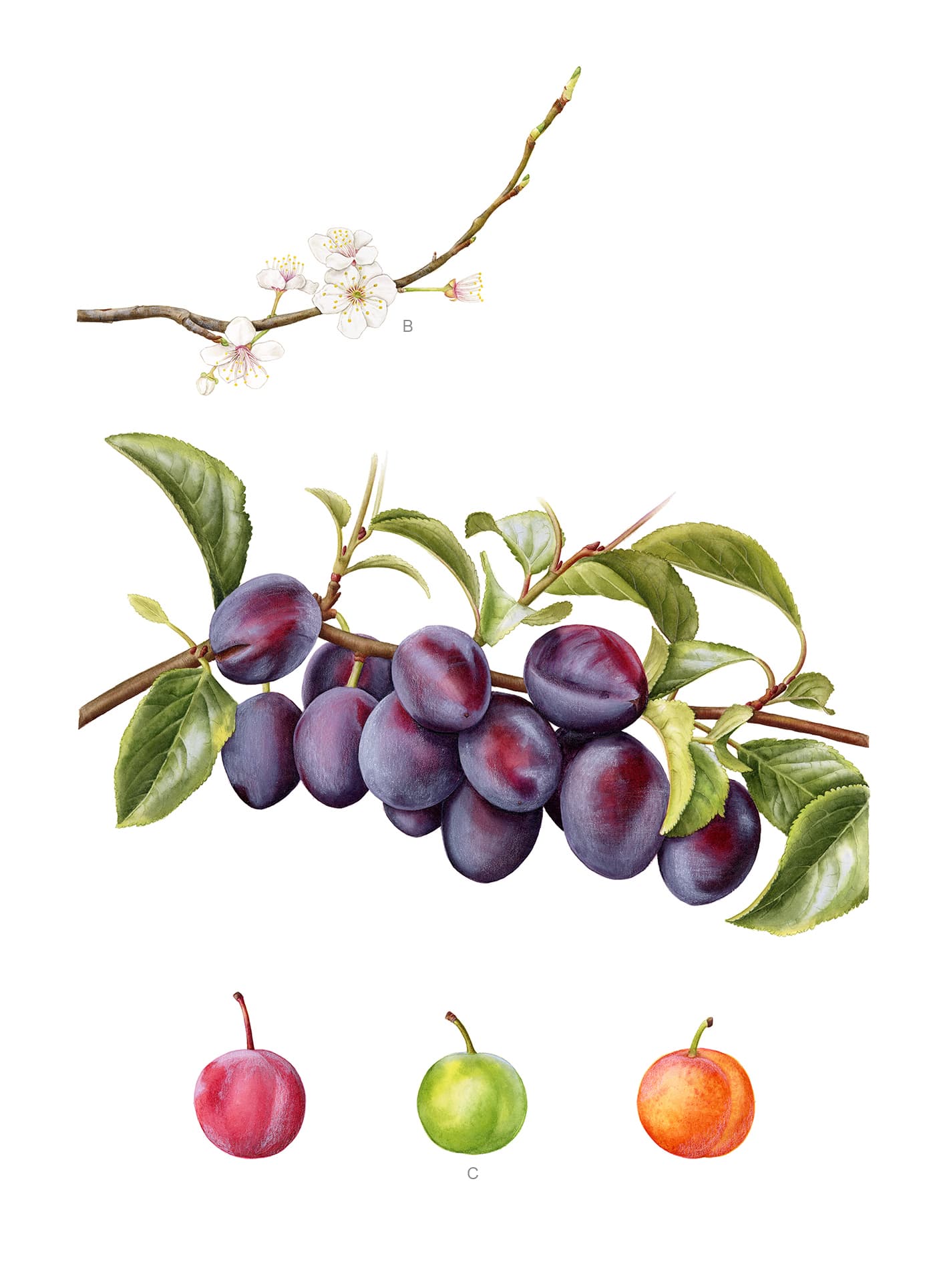 Prunus domestica L.