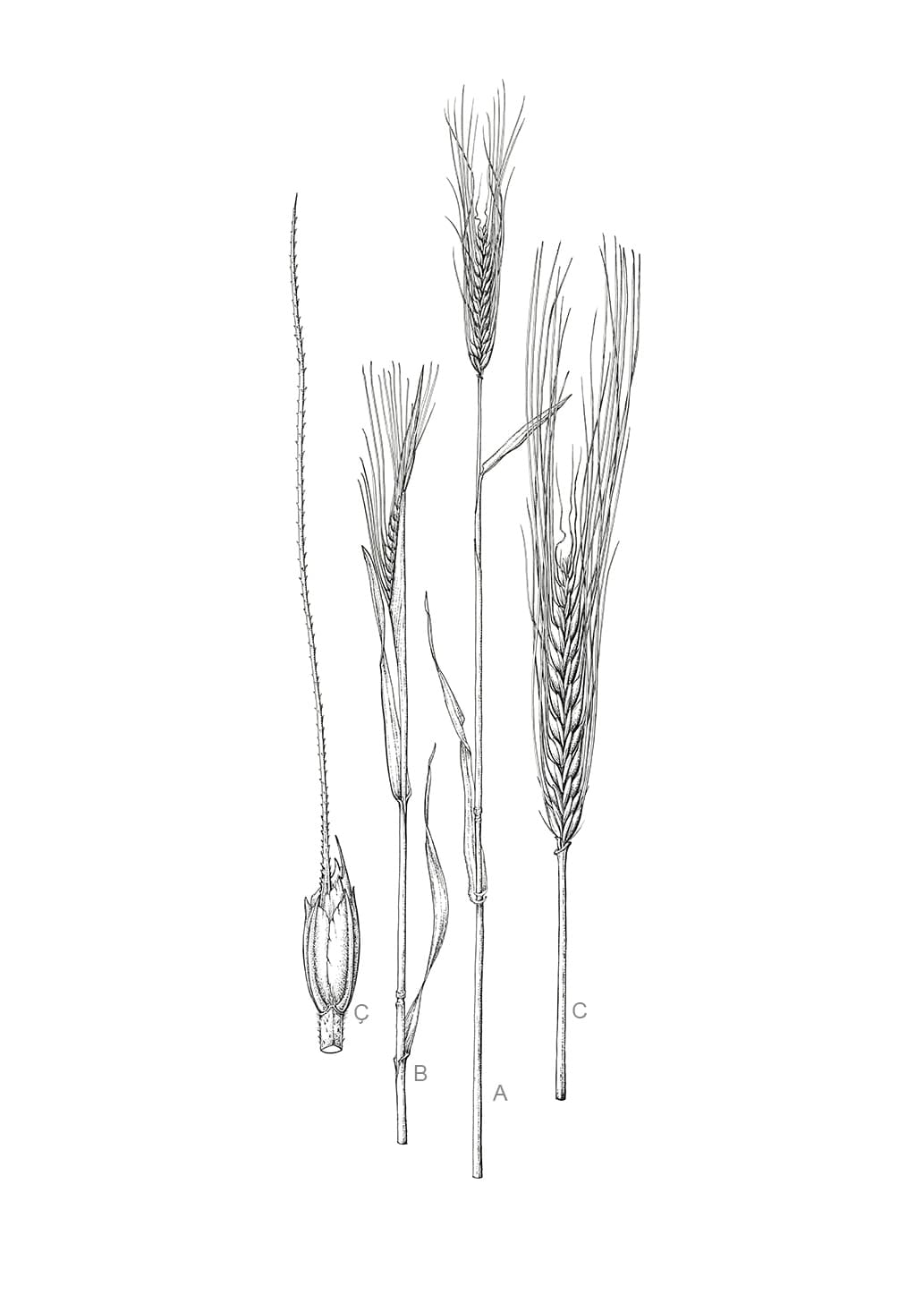 Triticum monococcum L.