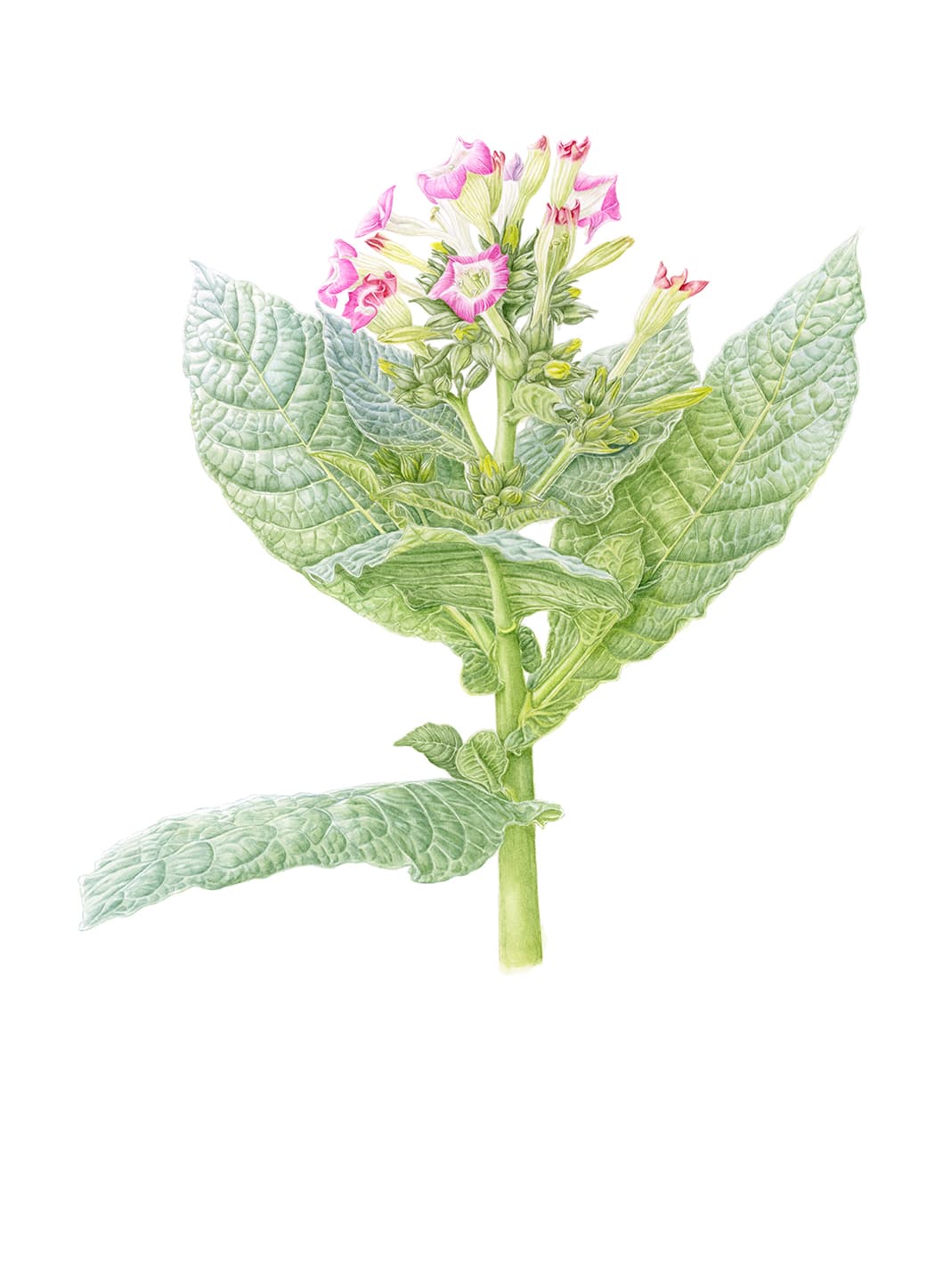 Nicotiana tabacum L.