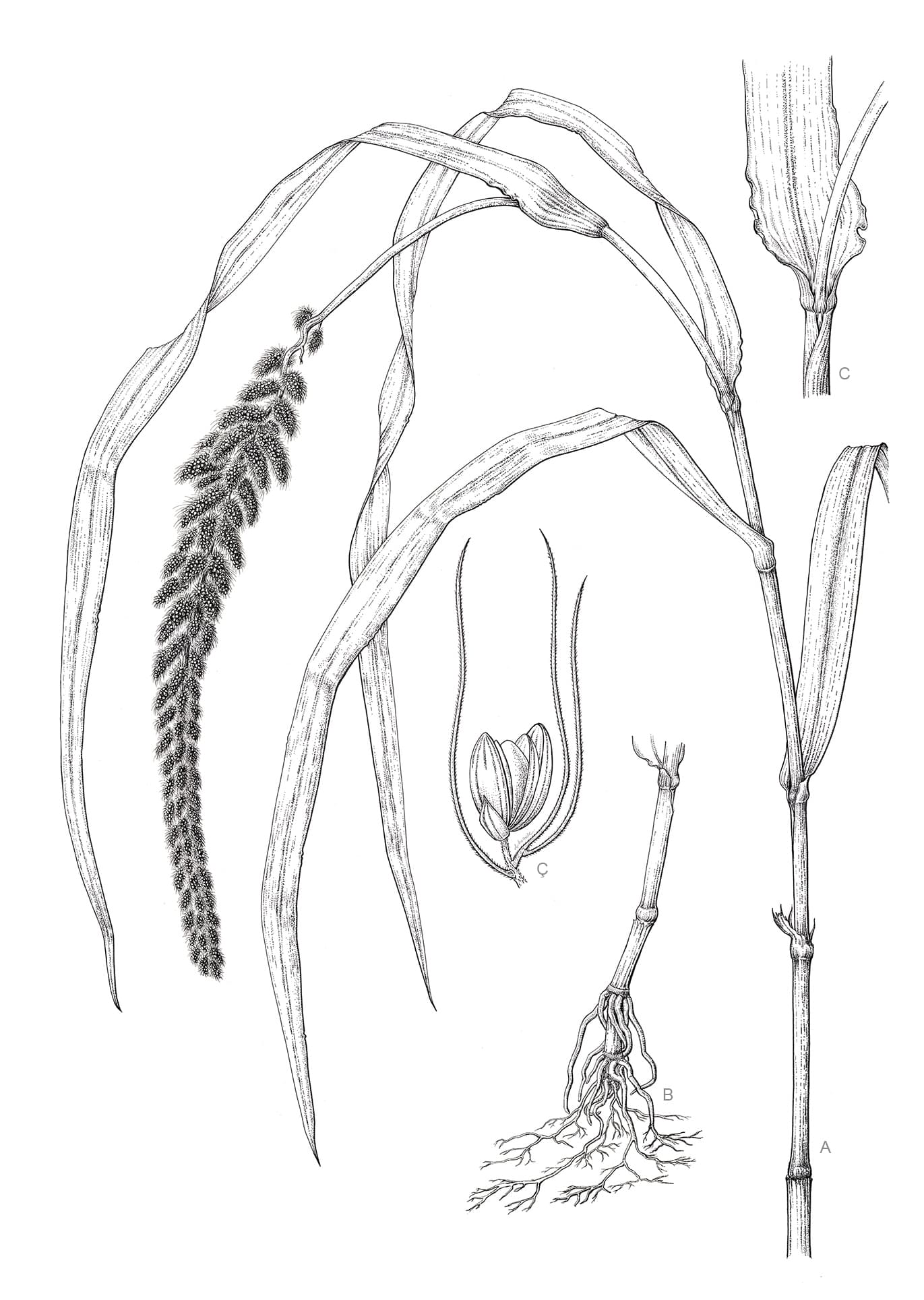 Setaria italica (L.) P.Beauv. subsp. maxima Dekapr. & Kaspar