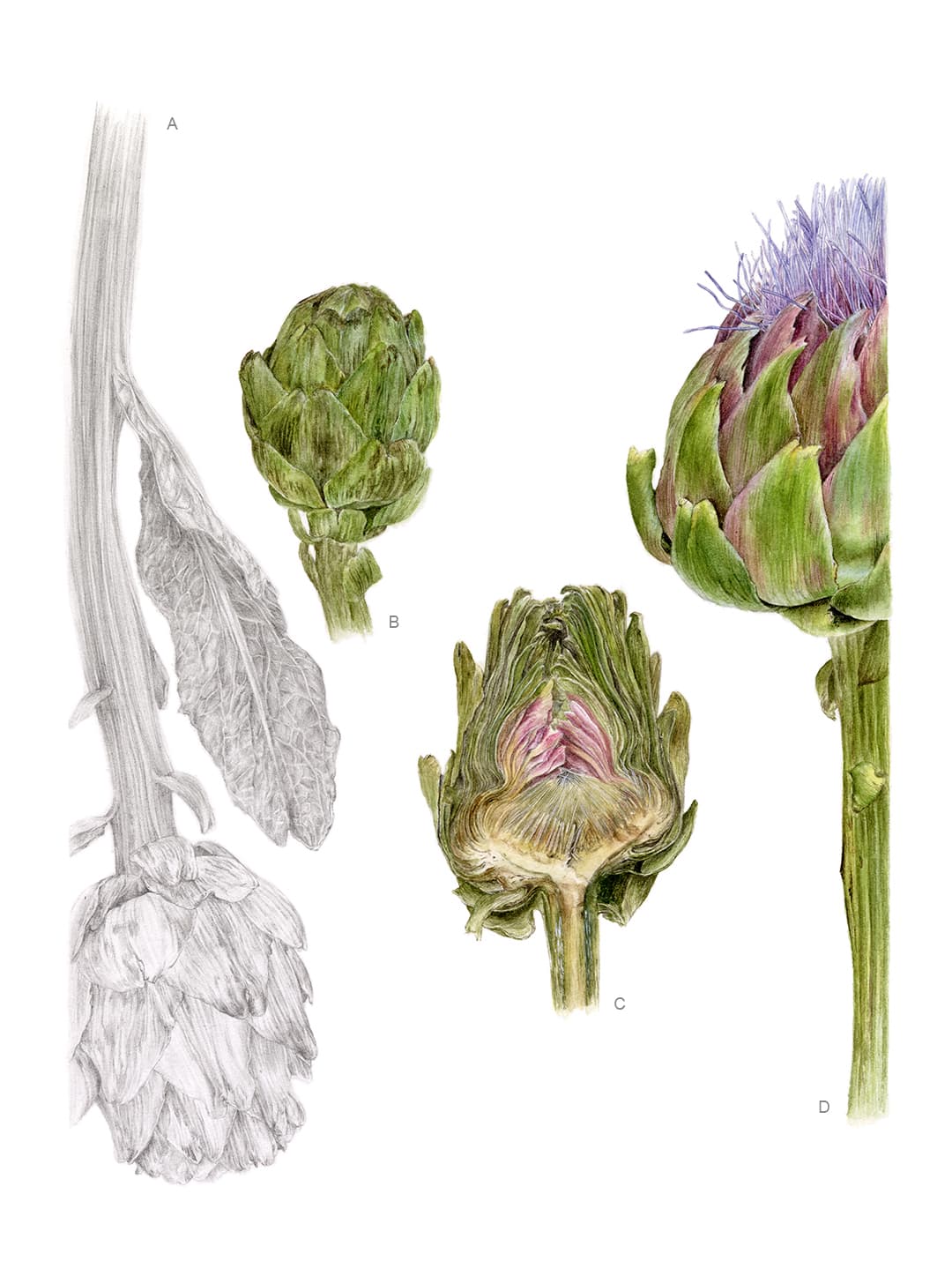 Cynara cardunculus L. subsp. cardunculus