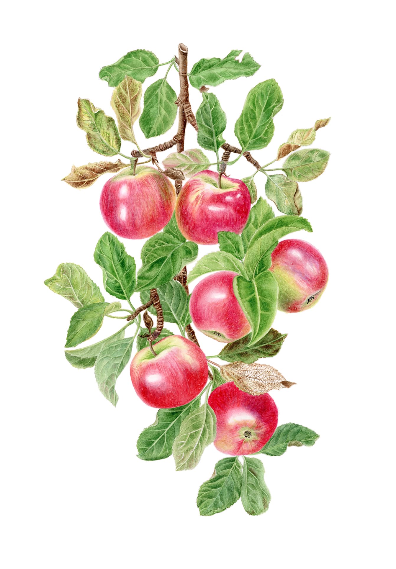Malus domestica (Suckow) Borkh.