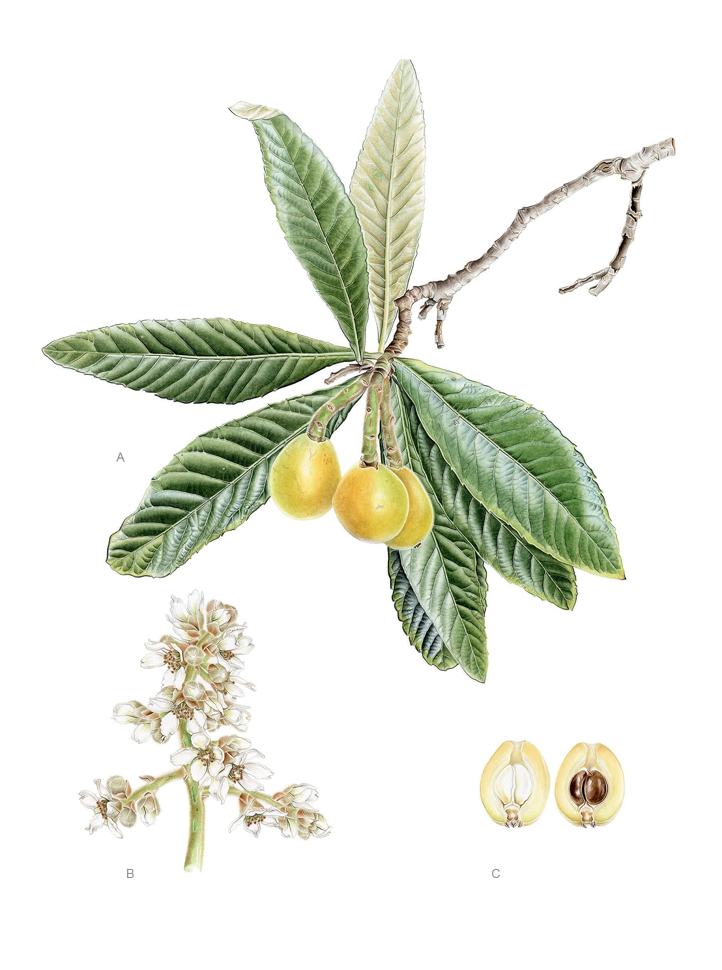 Eriobotrya japonica (Thunb.) Lindl.