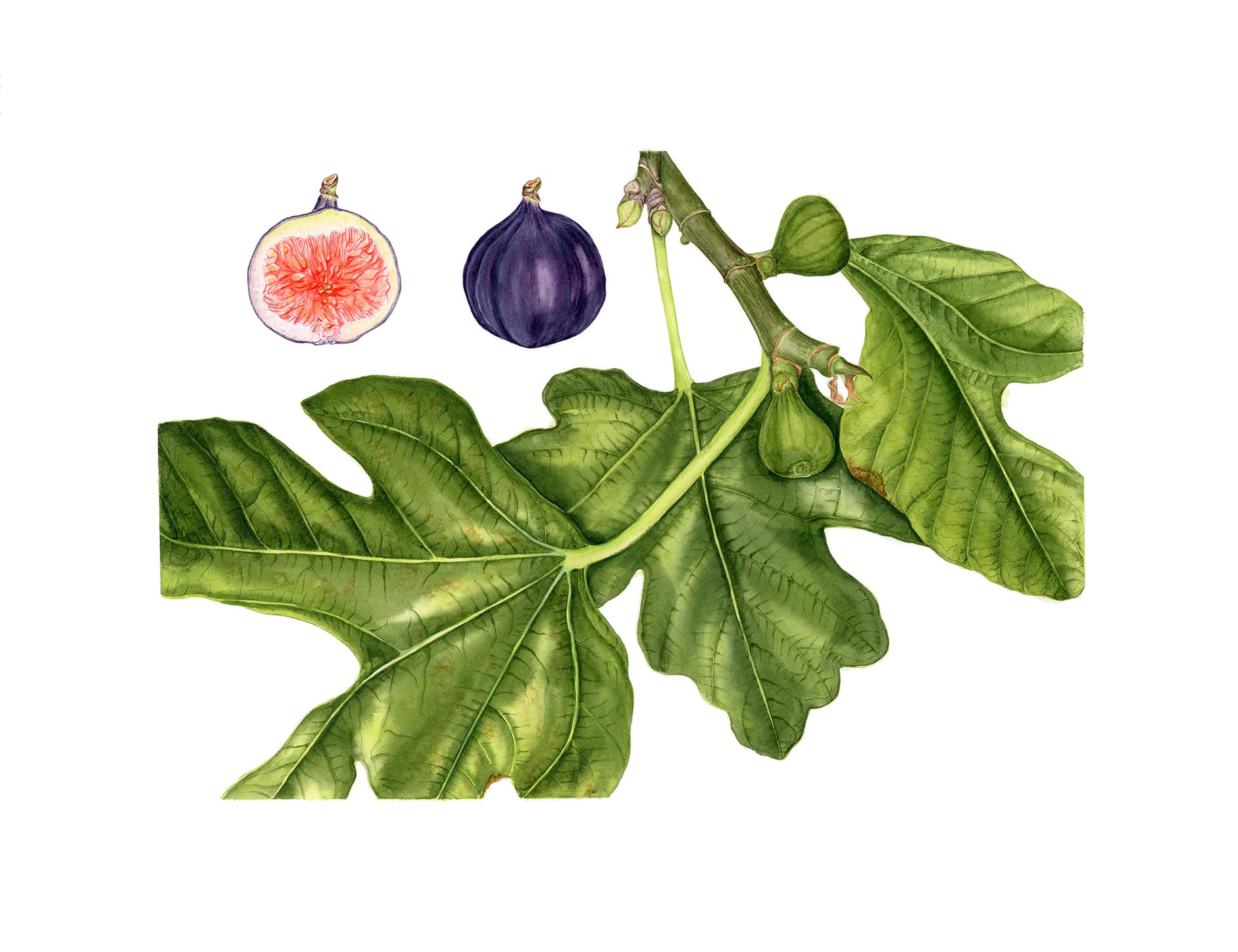 Ficus carica subsp. carica L.