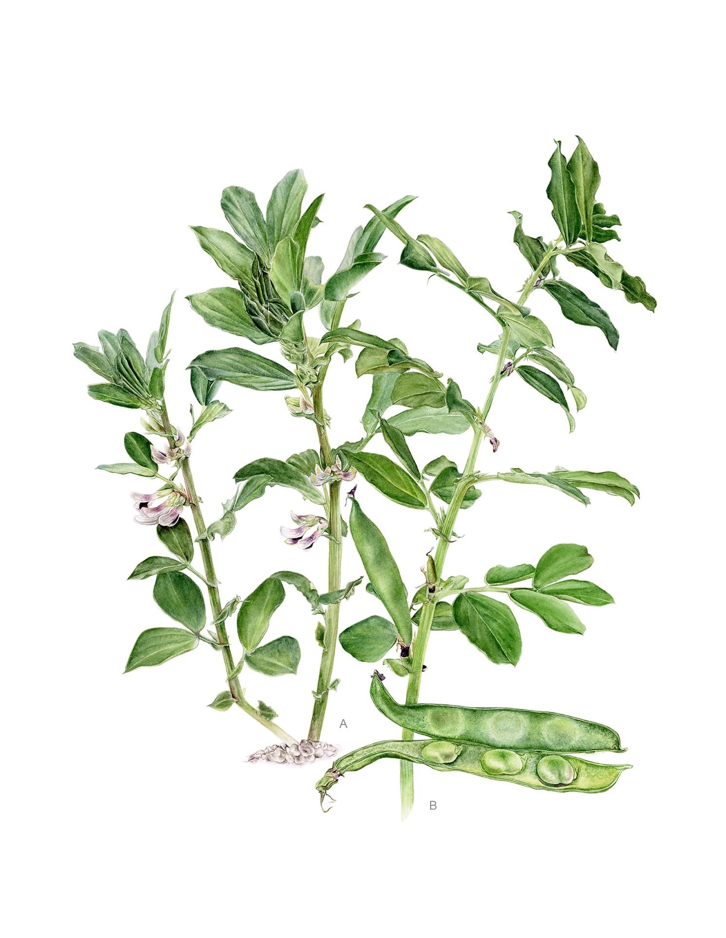 Vicia faba L.