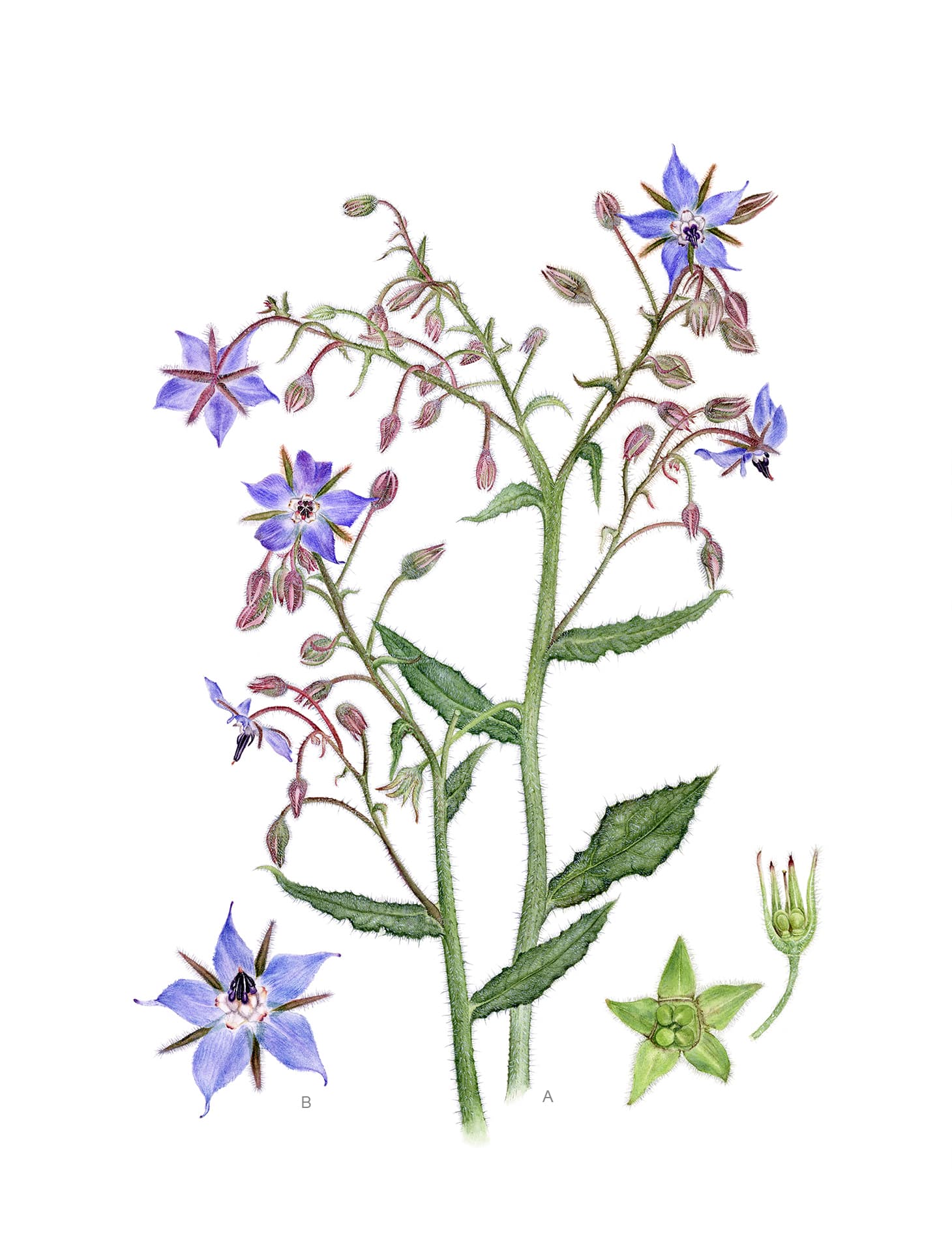 Borago officinalis L.