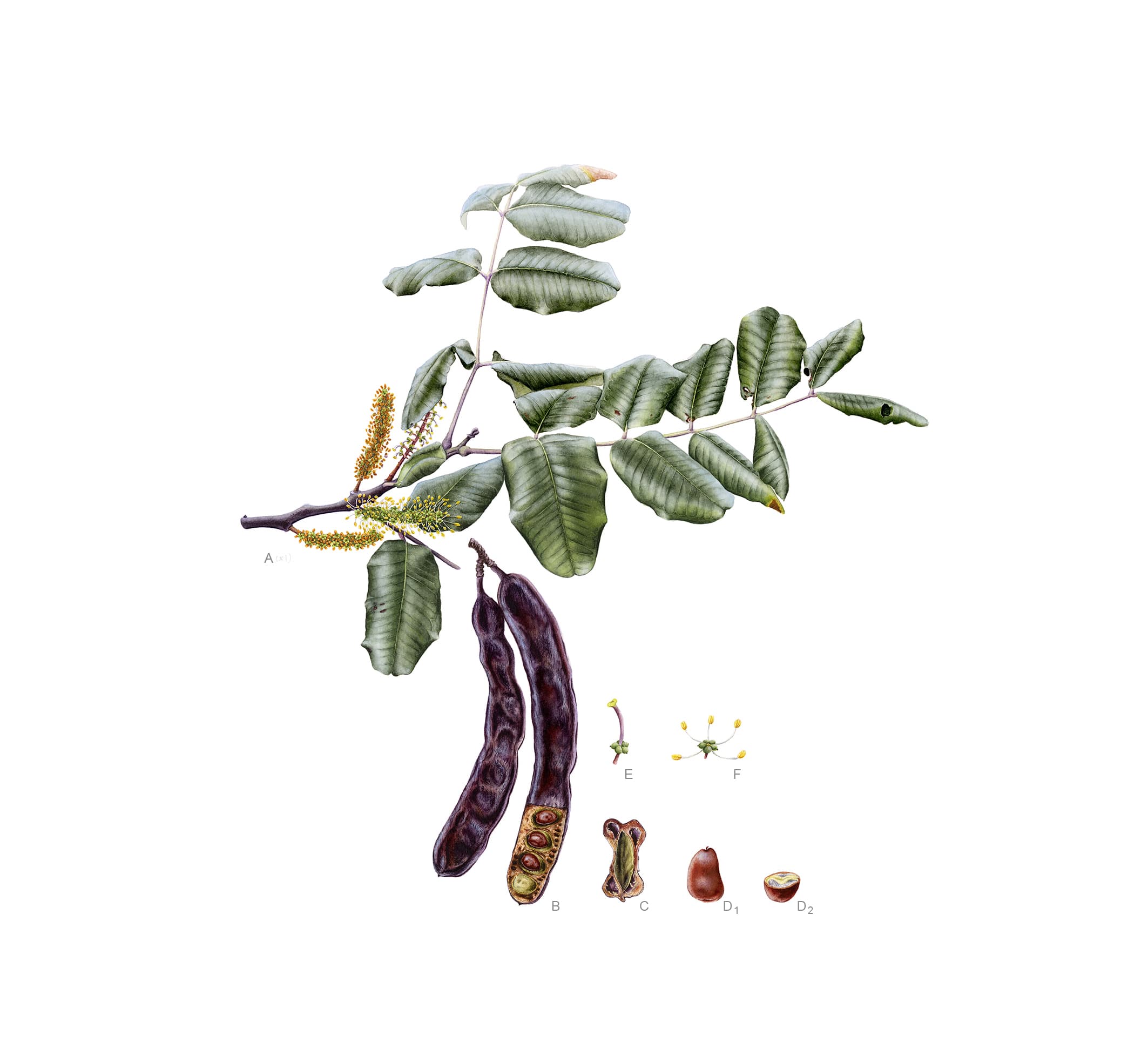Ceratonia siliqua L.