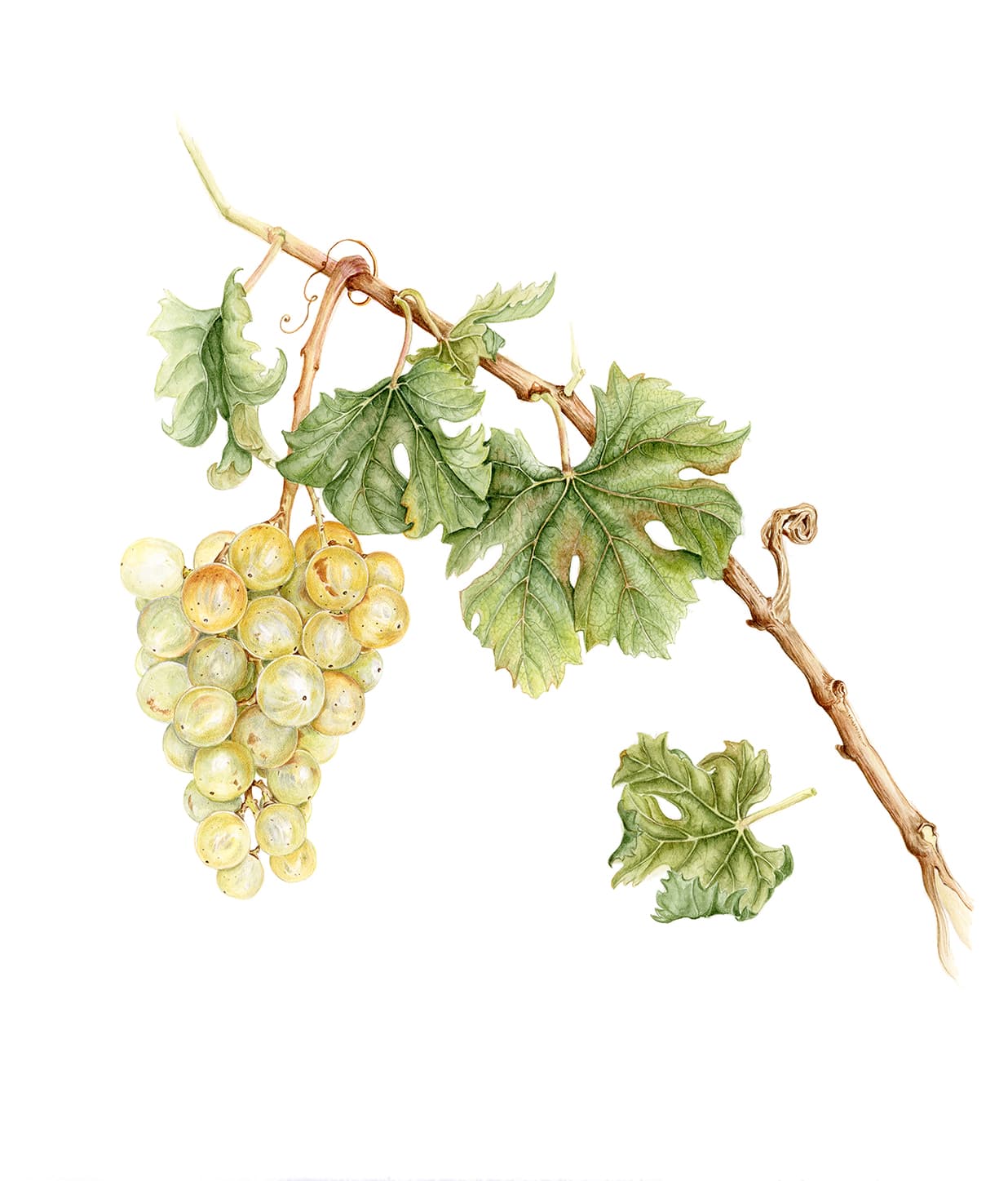Vitis vinifera L.