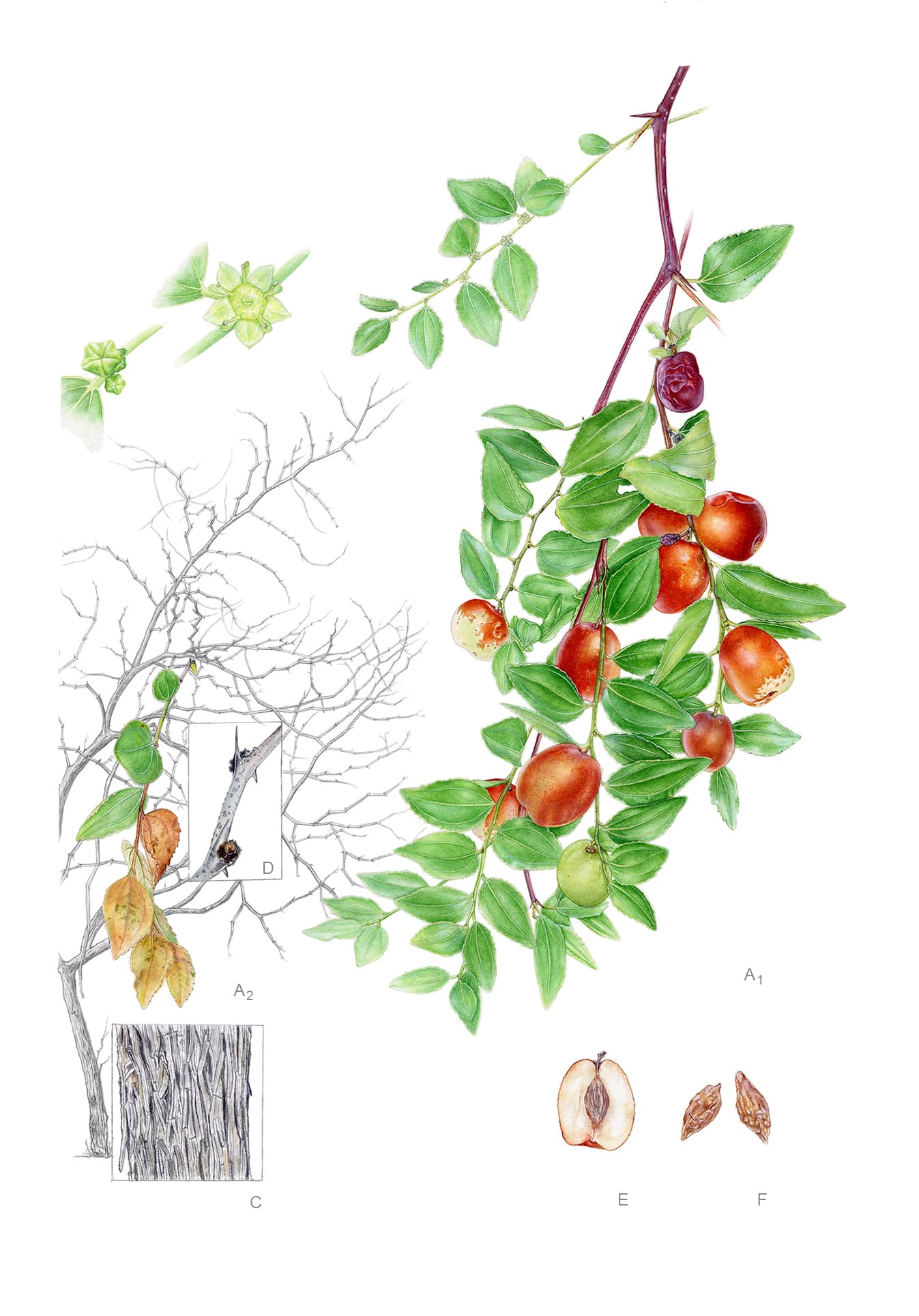 Ziziphus jujuba Mill.