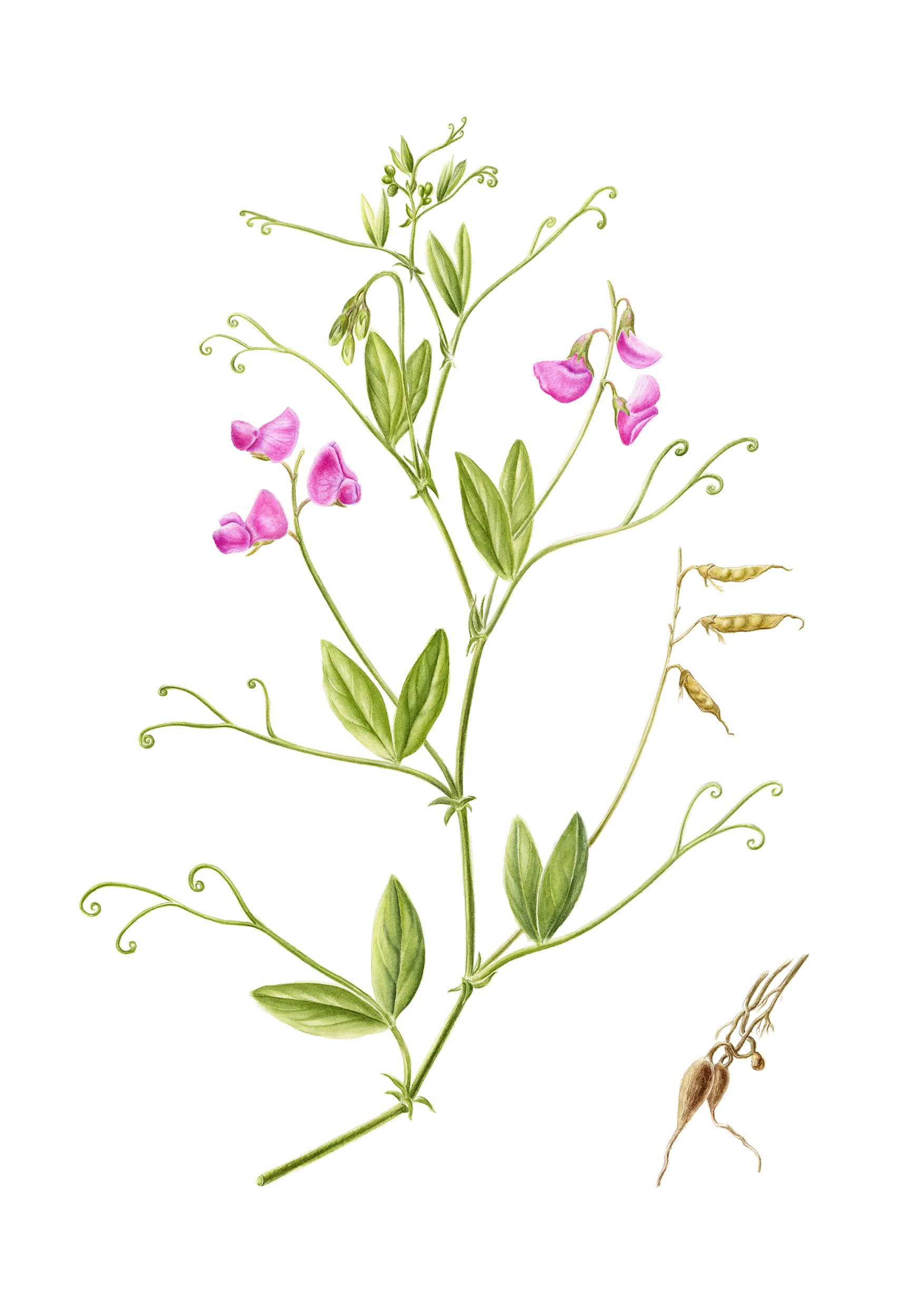 Lathyrus tuberosus L.