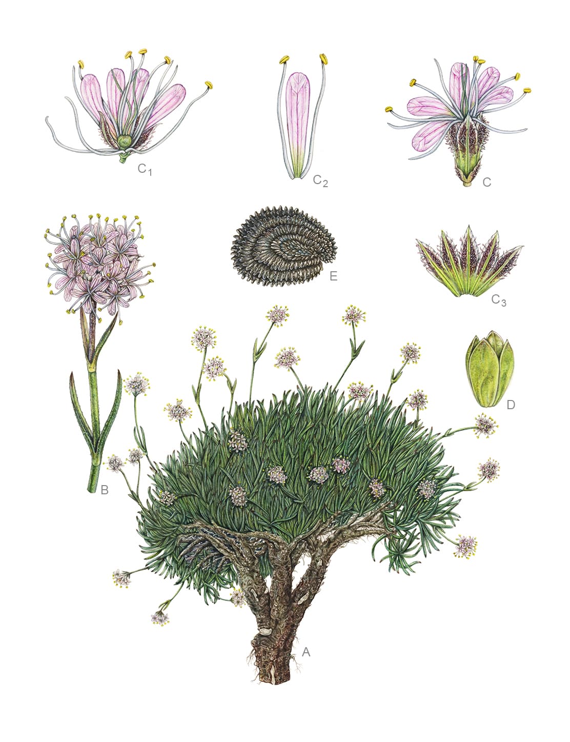 Gypsophila olympica Boiss.