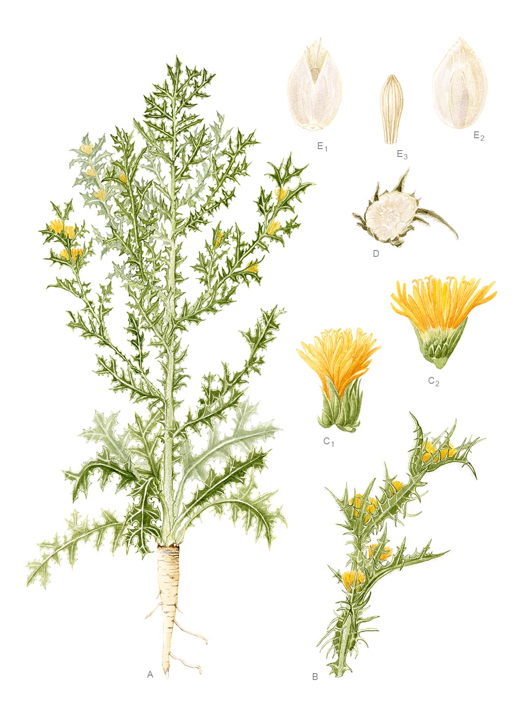 Scolymus hispanicus (C.A.Mey.) Hoffm.