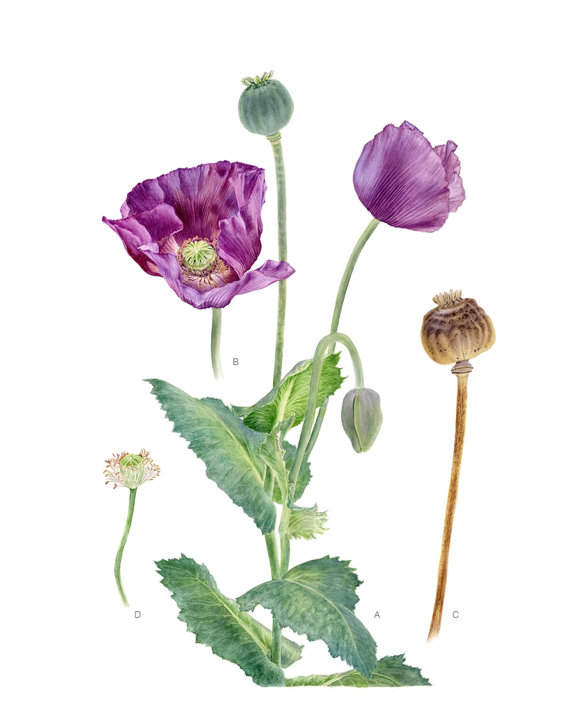Papaver somniferum L.