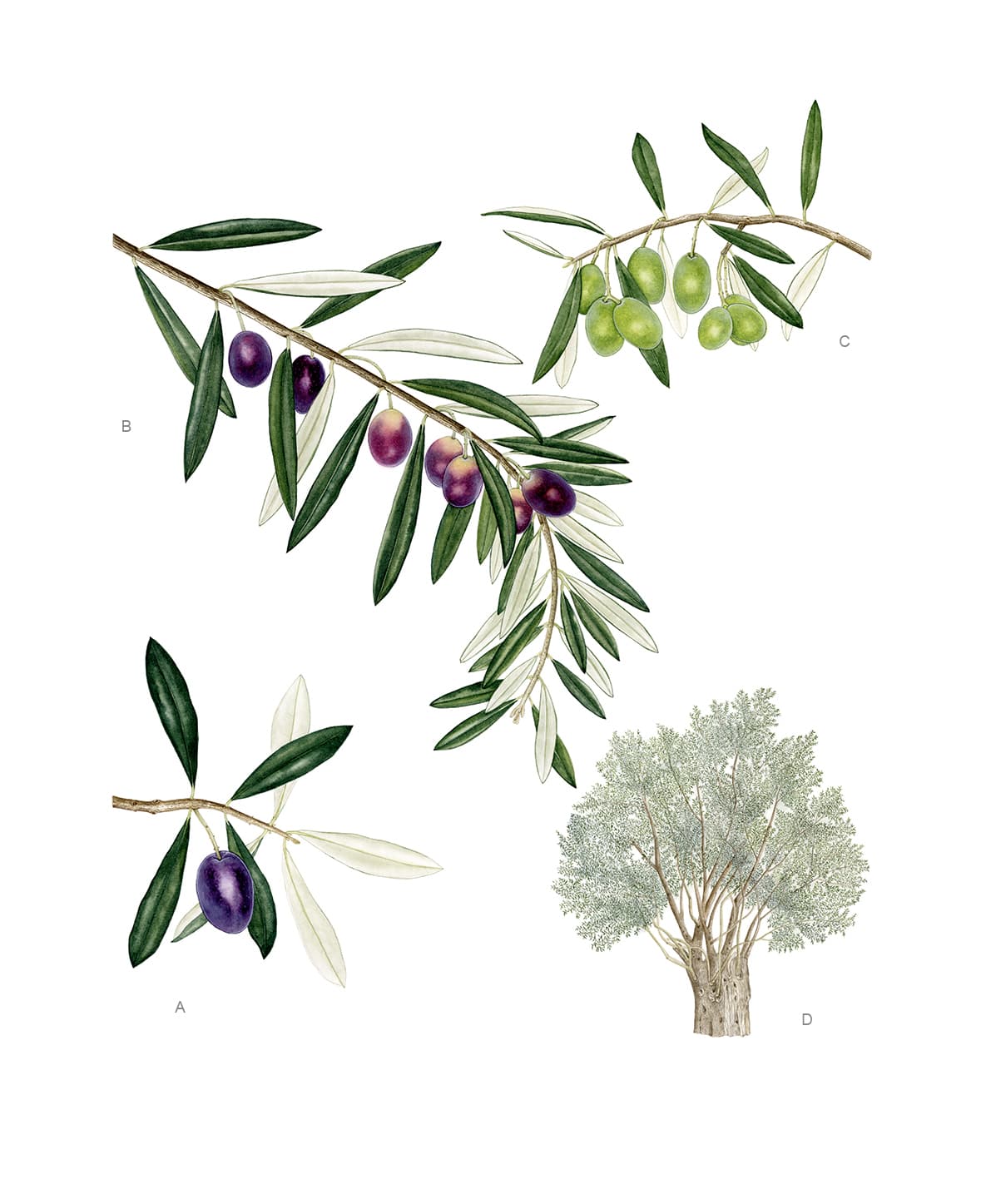 Olea europaea L.  subsp. europaea