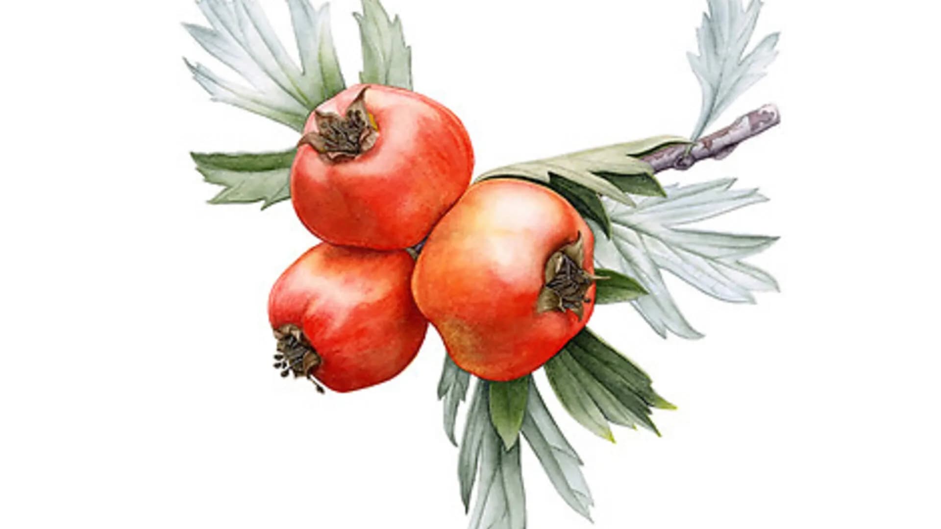 Anatolian Plant Legacy: Discover the botanical heritage of Anatolia through exquisite illlustrations