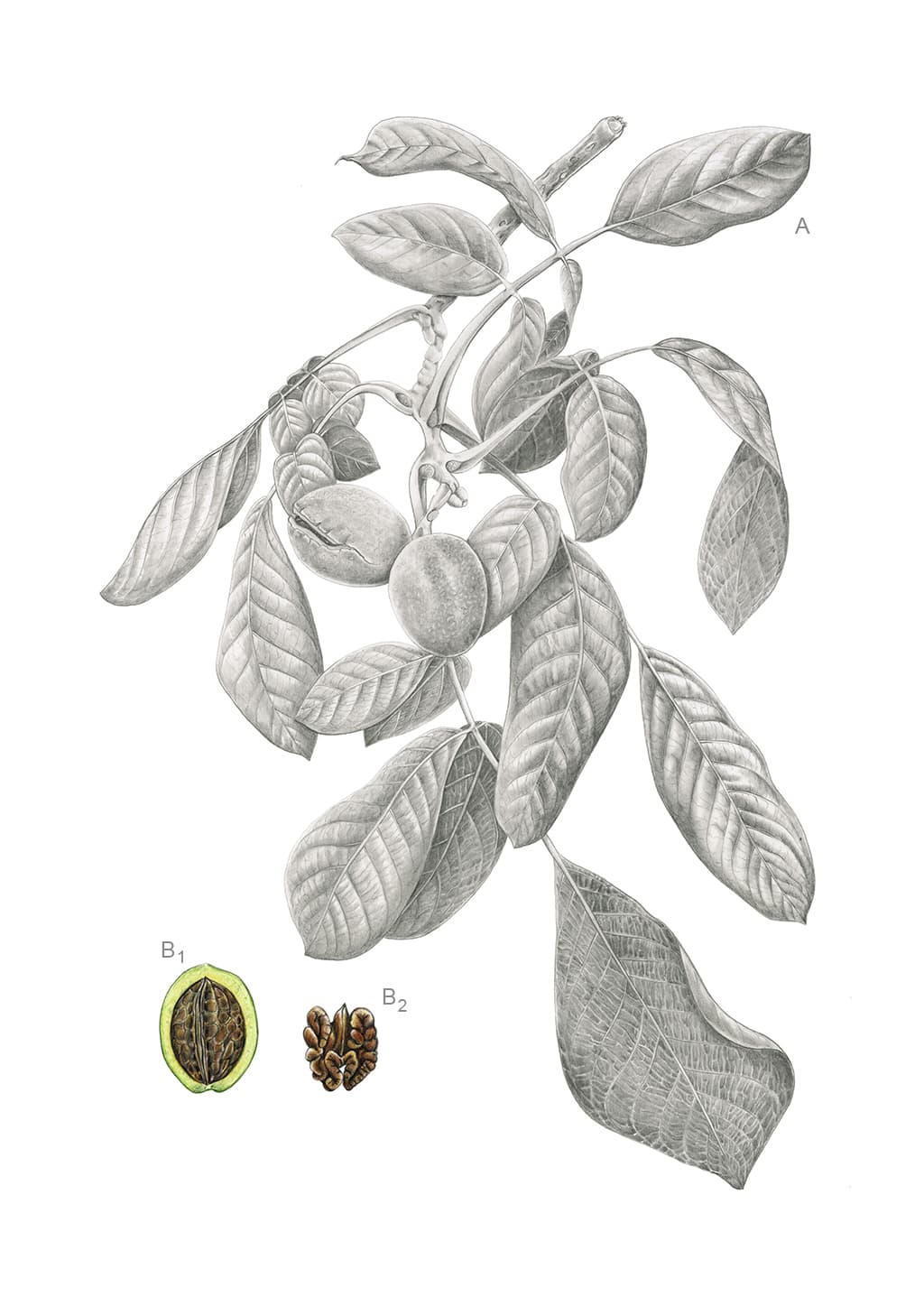 Juglans regia L.