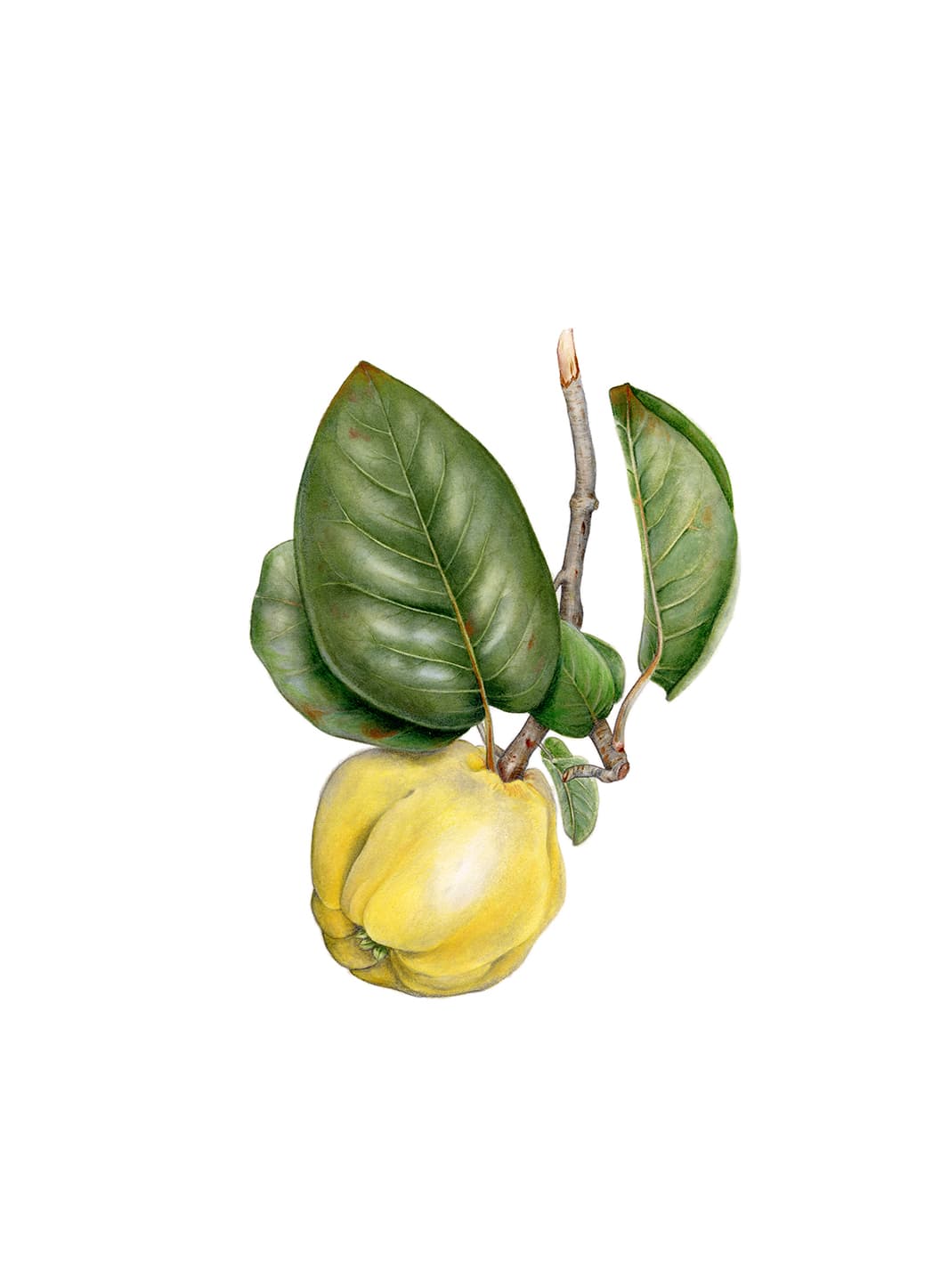 Cydonia oblonga Mill.