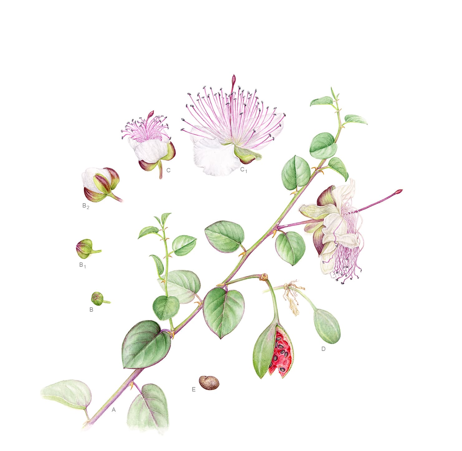 Capparis spinosa L.